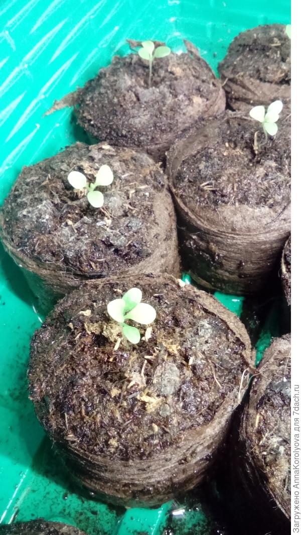 Петуния 14 дней