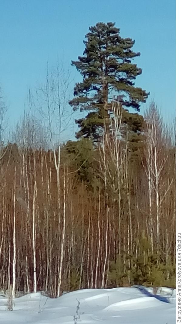 Наша сосна с двумя макушками