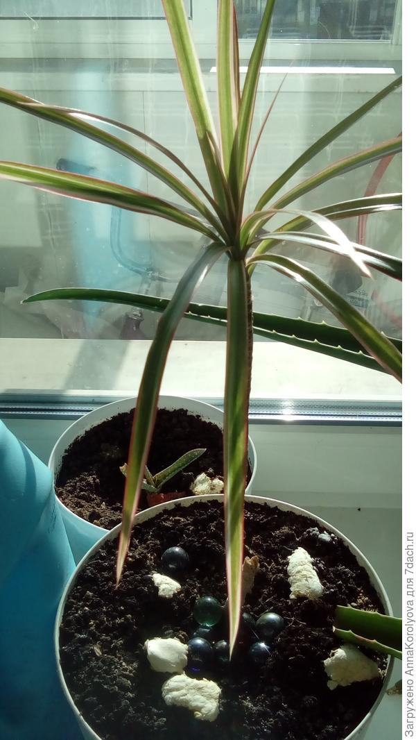 Новое из пенька