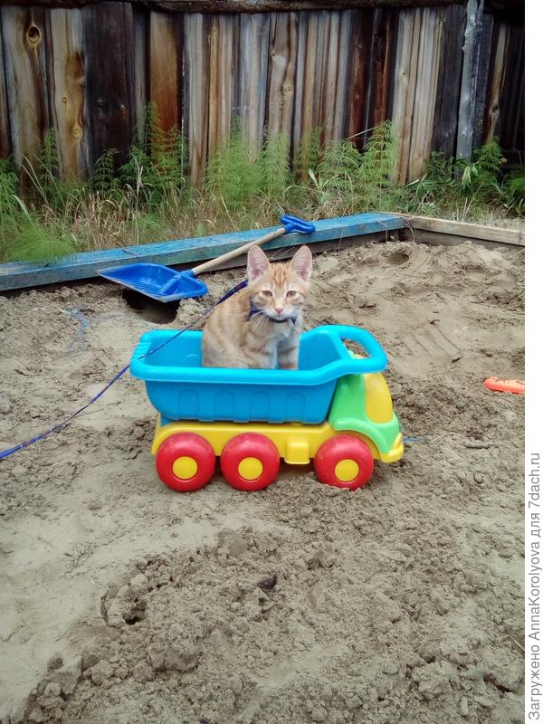 Гулять с котом