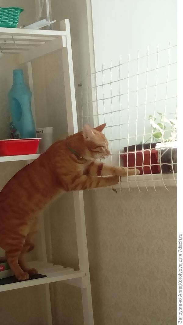 Следит за расадой