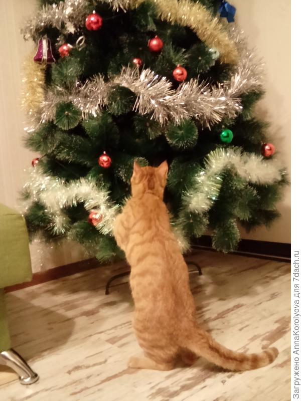 Вешает шары на ёлку