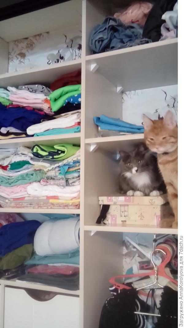 Следят за порядком в шкафу