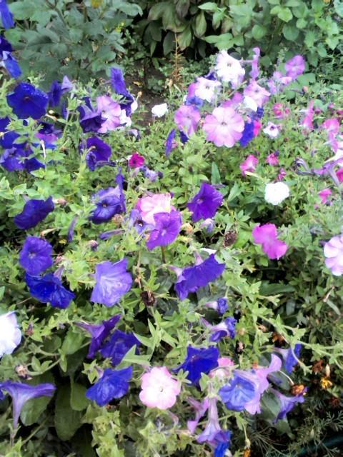 Еще немного цветов