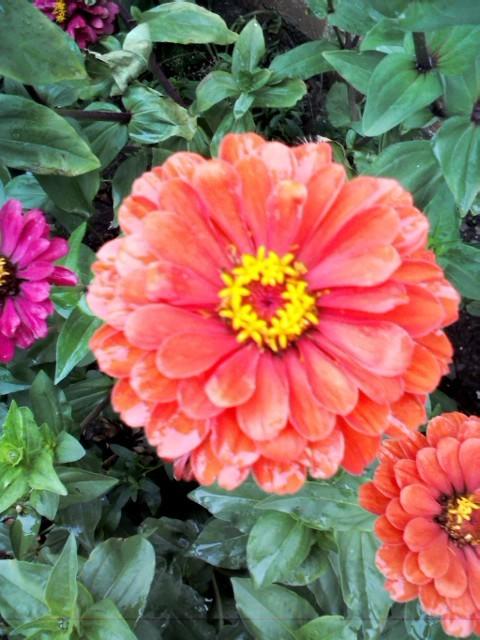 ну и напоследок циния