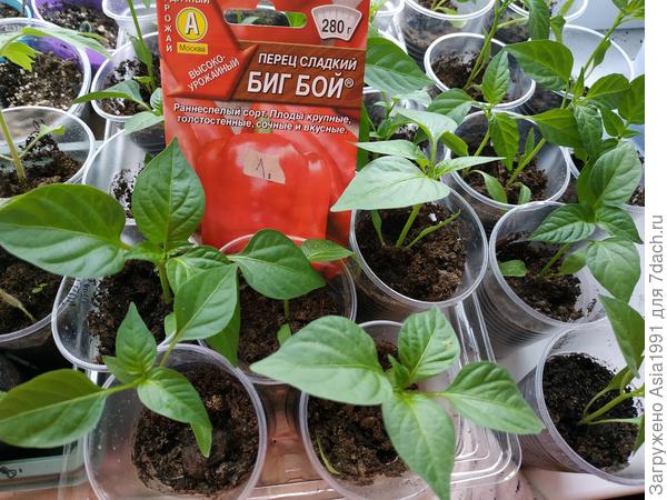 4 апреля рассадили наши перчики в отдельные стаканчики