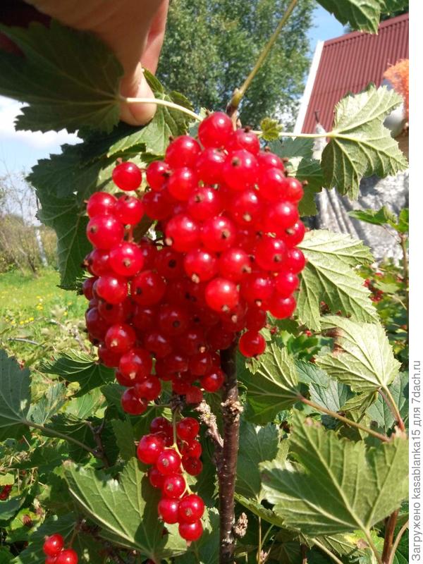 Смородина