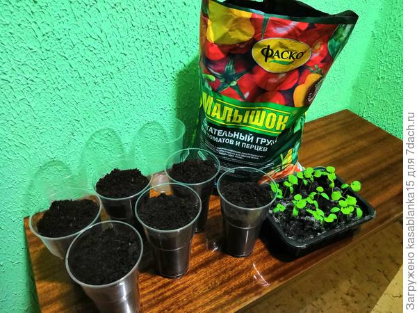Пикировка рассады в грунт Малышок