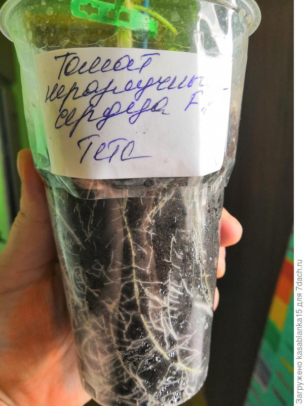 Корни томата