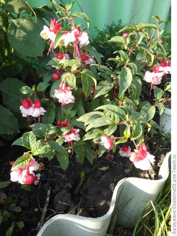 Фуксия,  выраженная в грунт