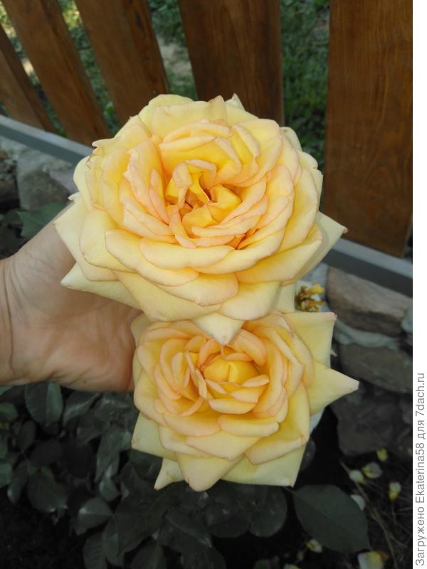 Любимые розочки