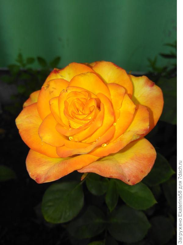 Очень красивая