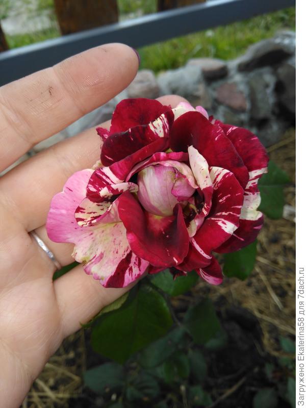 Самая первая в 2018