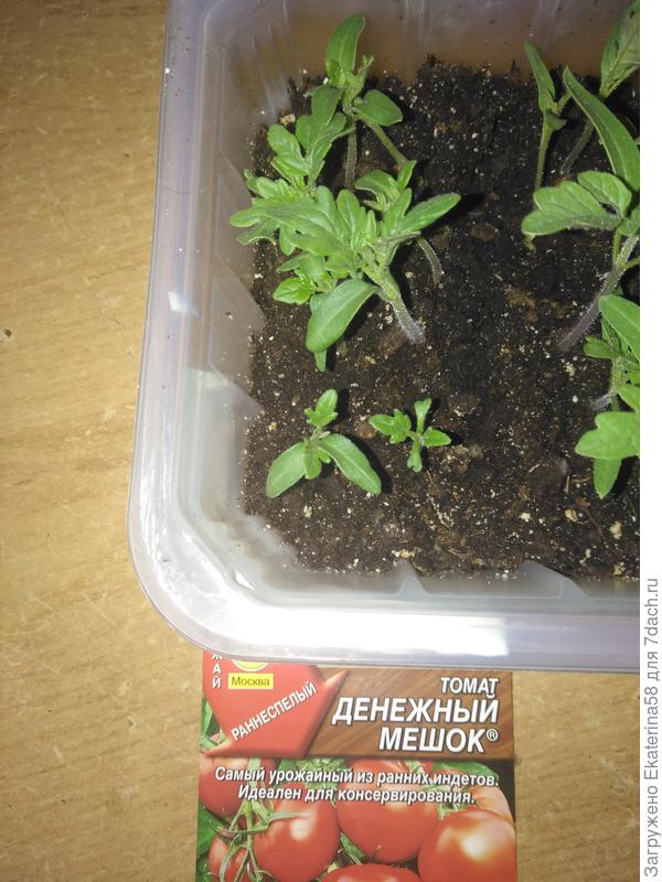 Такими подошли к этапу пикирования