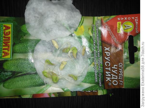 В таком виде высадила в грядку.