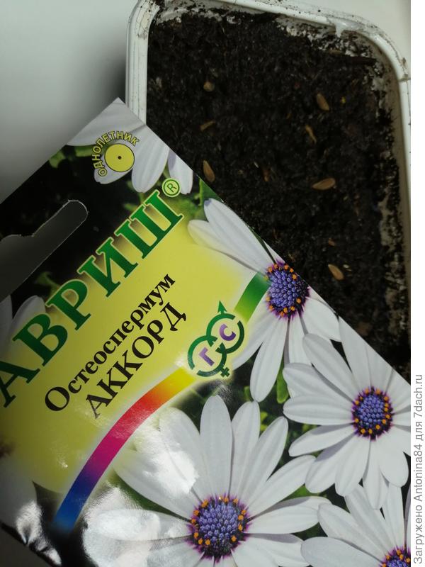 Остеоспермум.