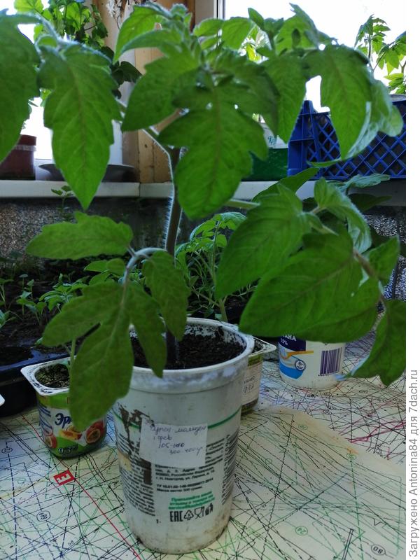 "Купец-молодец" от 1 февраля