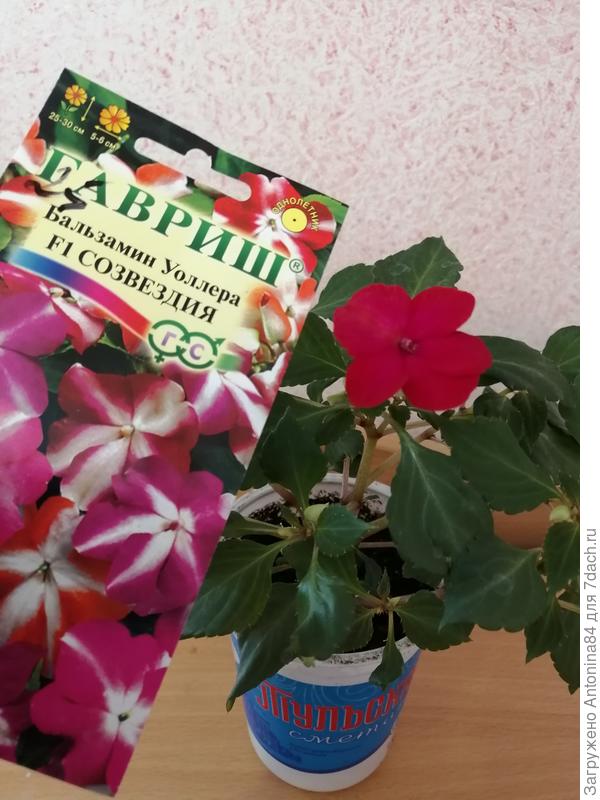 Без звездочки.