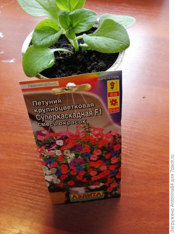 С новосельем!