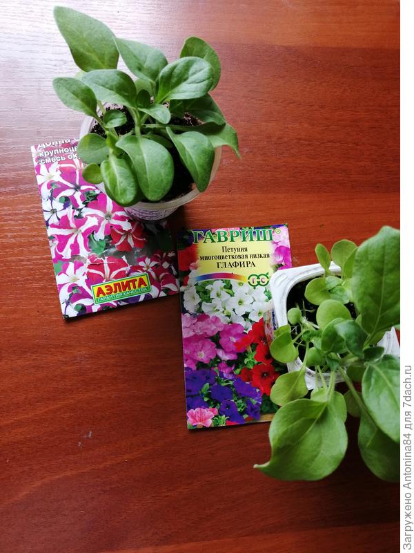 Донна Стар и Глафира.