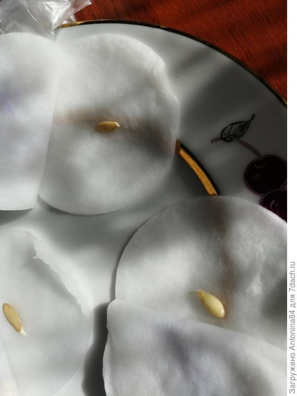 Проснулись!