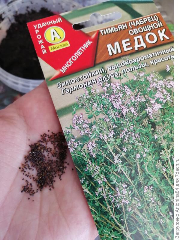Чабрец - и красота и польза и аромат!