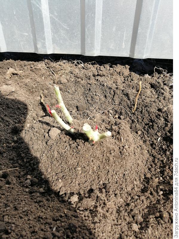 Посадка розы сорта Аква.