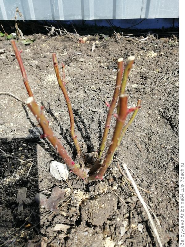 После обрезки.