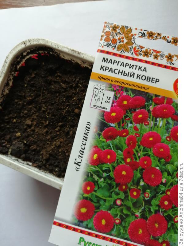 И маргаритка. Очень хочется, чтобы выросла такая яркая, как на картинке.