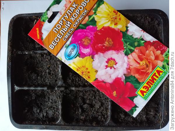 И немножко посевов для цветника. Портулак сею первый год. Яркий, нарядный и как обещают махровый. Посмотрим.