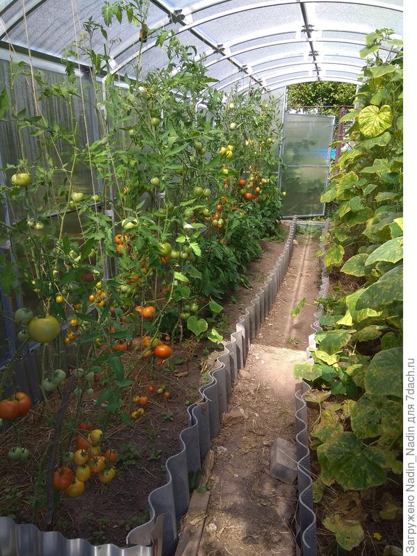 25 августа. Сбор урожая в разгаре.