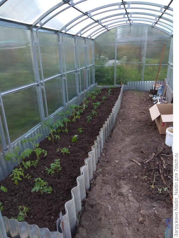 Моя рассада помидорчиков приехала на новое место 26 мая.