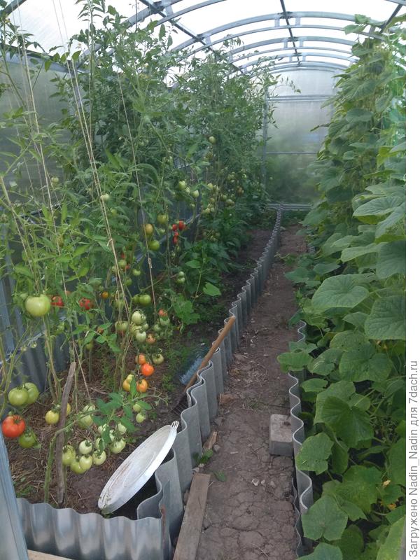 10 августа. Индетерминантные сорта. Начинают краснеть.