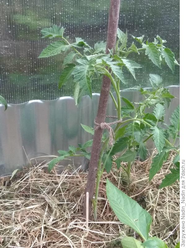 Вот такие у меня помидорки. Грунт для сохранения влаги застилаю сухой травой.