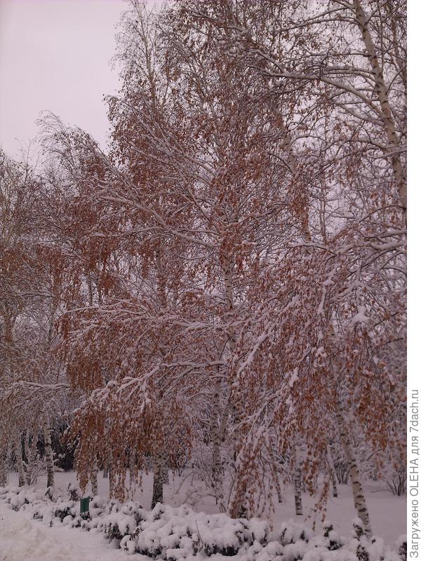 БЕРЕЗКИ В ДЕКАБРЕ