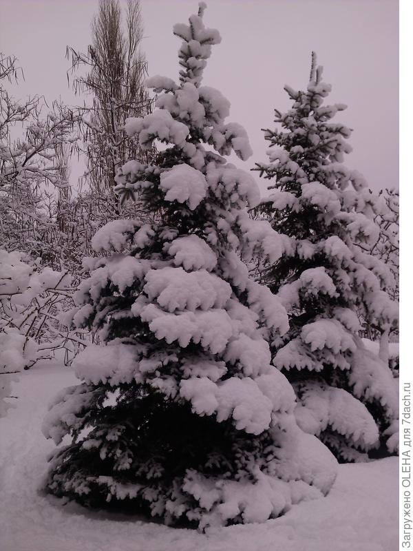 ЕЛИ НОВОГОДНИЕ - УКРАШЕНИЕ ПРИРОДЫ
