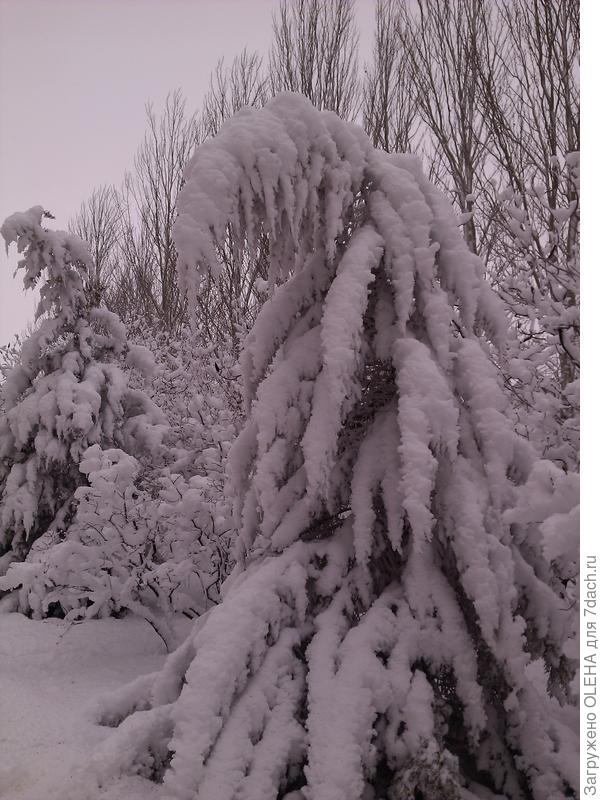 ЧТО БЫ ЕЛОЧКЕ НЕ БЫЛО ХОЛОДНО ЗИМОЙ