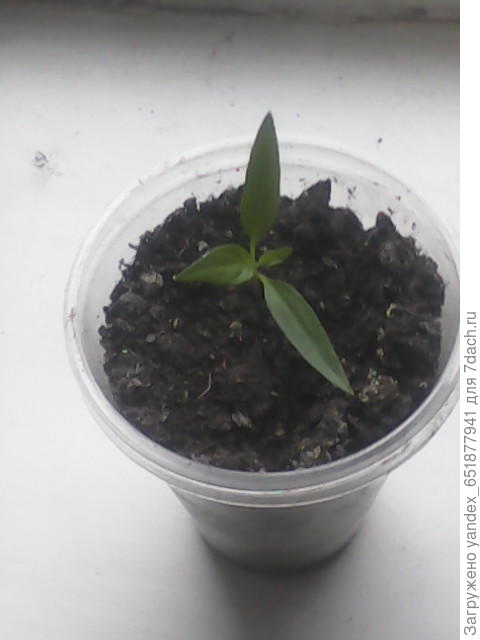 мой.сад.огород.горький.перец.