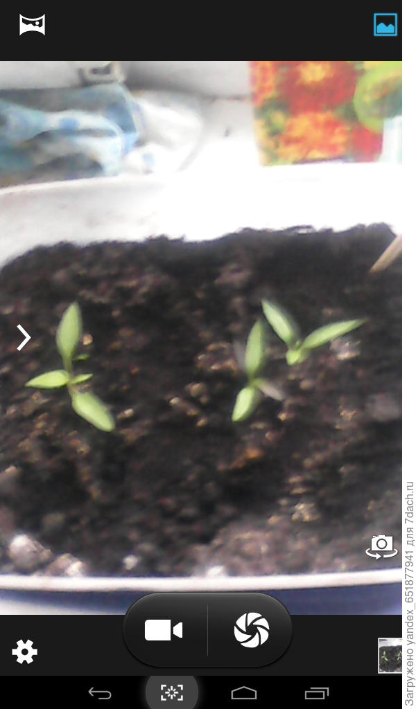 мои.растушки.горький.перец.