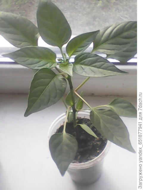 садовник.мой.комнатний.перец.на.конкурс.