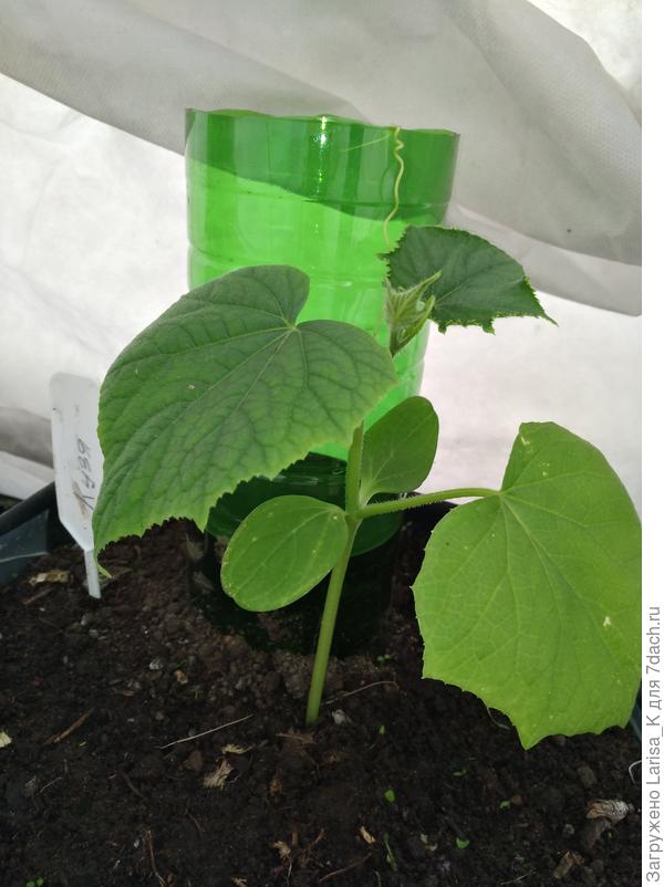 Кузя в суровой борьбе за выживание нашел опору)))