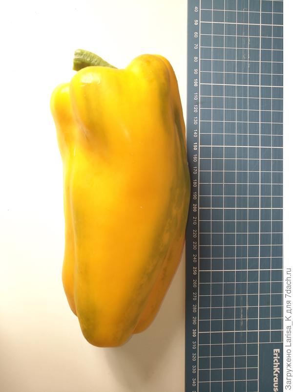 У меня вот такая! 23 см)))