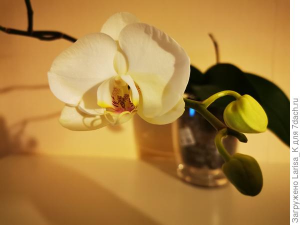 Вот такие, первый почти раскрылся)))