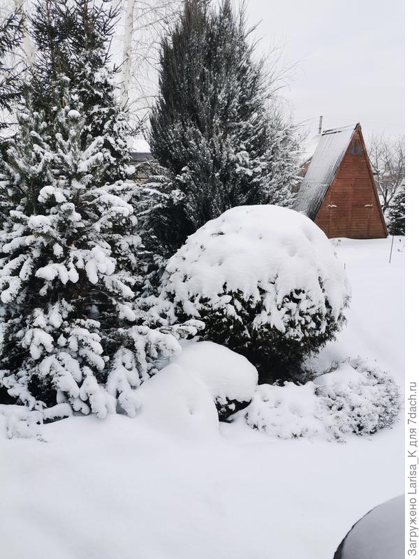 Зимой те же , что и на первой фотографии. Ничего не укрываю, не притеняю. Если очень сильный снег, то можно просто стряхнуть с веток. Но и так можно тоже оставить, весной очень быстро восстанавливают форму.