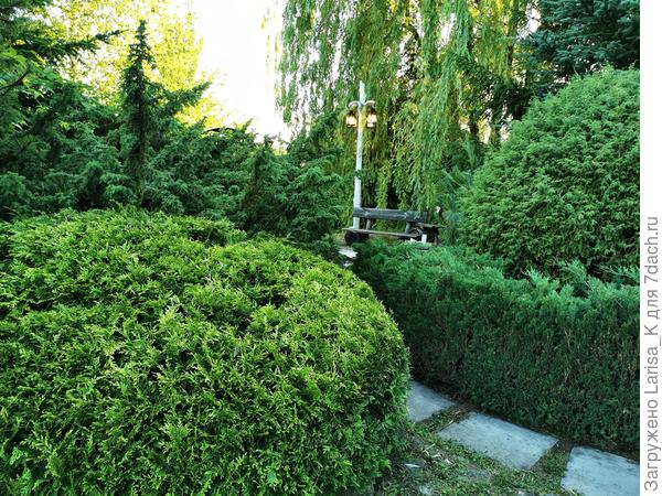 На переднем плане слева белокончиковая Альбо-спиката, стригу пару раз за лето.