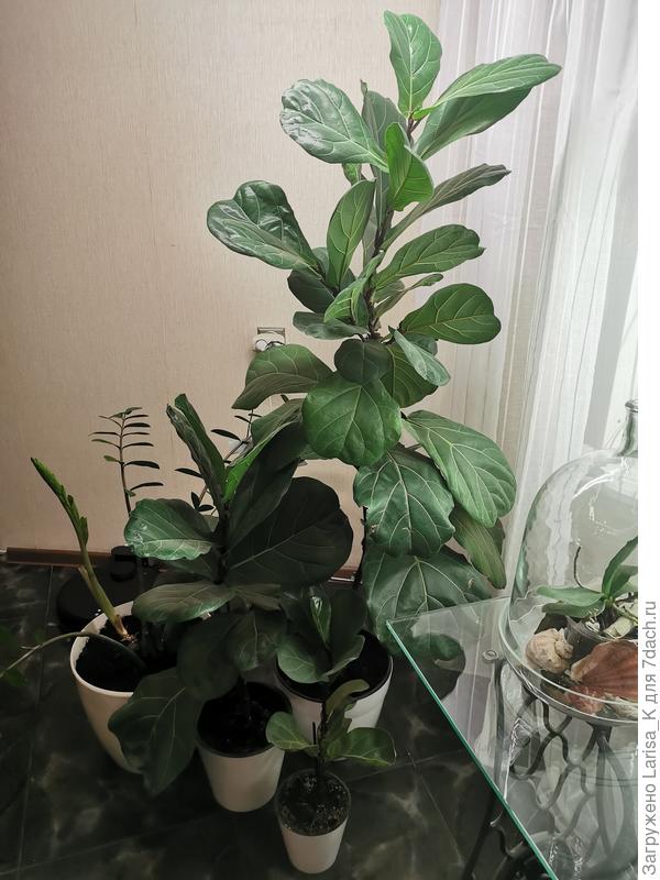 Два маленьких - укорененные  верхушки от большого)))