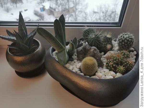Кактусы