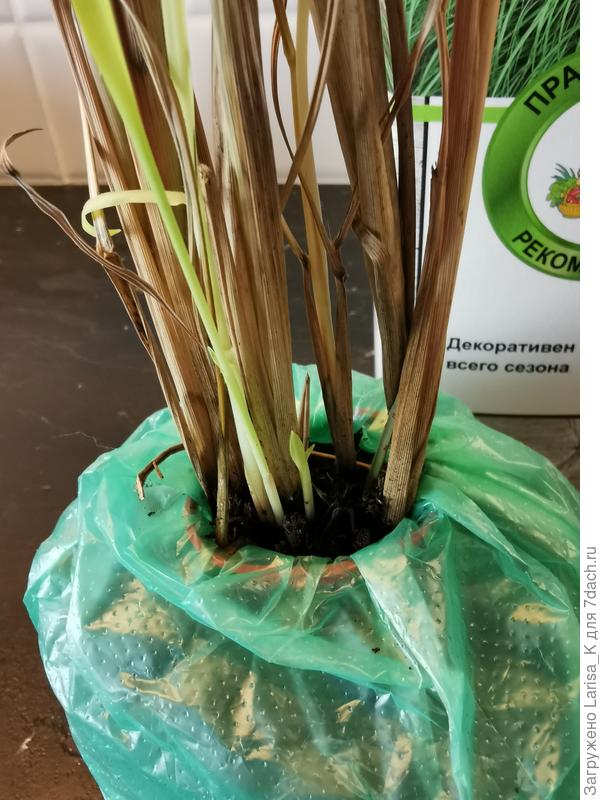 Мискантус Рэд чиф.