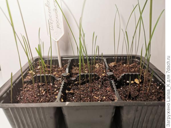 Шероховатка