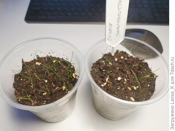 Осоока пальмолистная